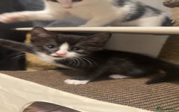 Mixed Breed cats for sale: 1 female kitten for sale  - Image 1