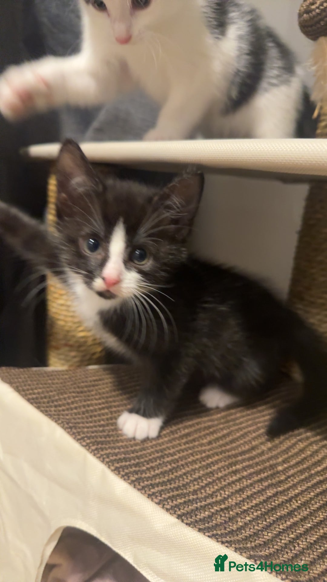 Mixed Breed cats for sale: 1 female kitten for sale  - Image 1