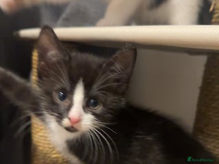 Mixed Breed cats - Advert 2