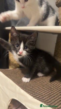 Mixed Breed cats - Advert 1