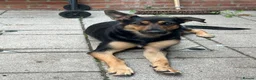 Mixed Breed dogs for sale: German Shepherd x Rottweiler  in London - Advert 1
