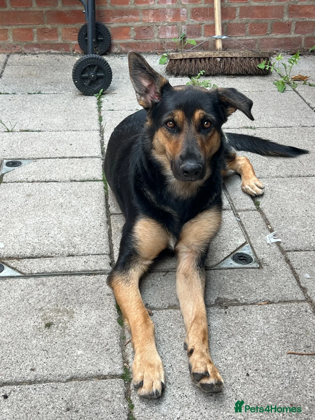 Mixed Breed dogs for sale: German Shepherd x Rottweiler  in London - Advert 1