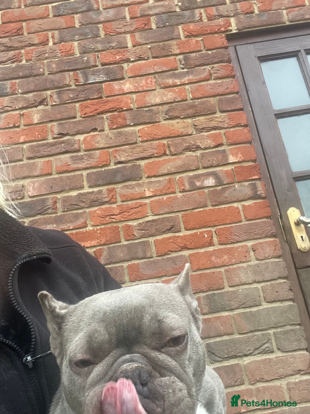 French Bulldog dogs for sale: Frenchie female - Advert 14