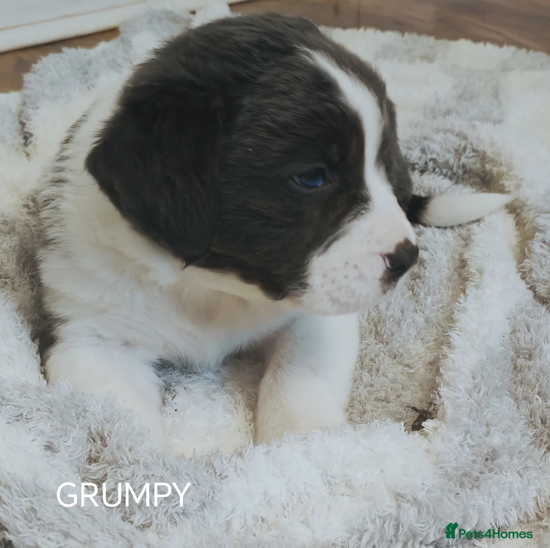 Mixed Breed dogs for sale:  REDUCED!! 2 OLD TYME BORDER COLLIE PUPPIES!  - Advert 24