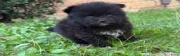 Pomeranian dogs for sale: Rare Blue eye Merle, husky type Black pomeranians  - Advert 14