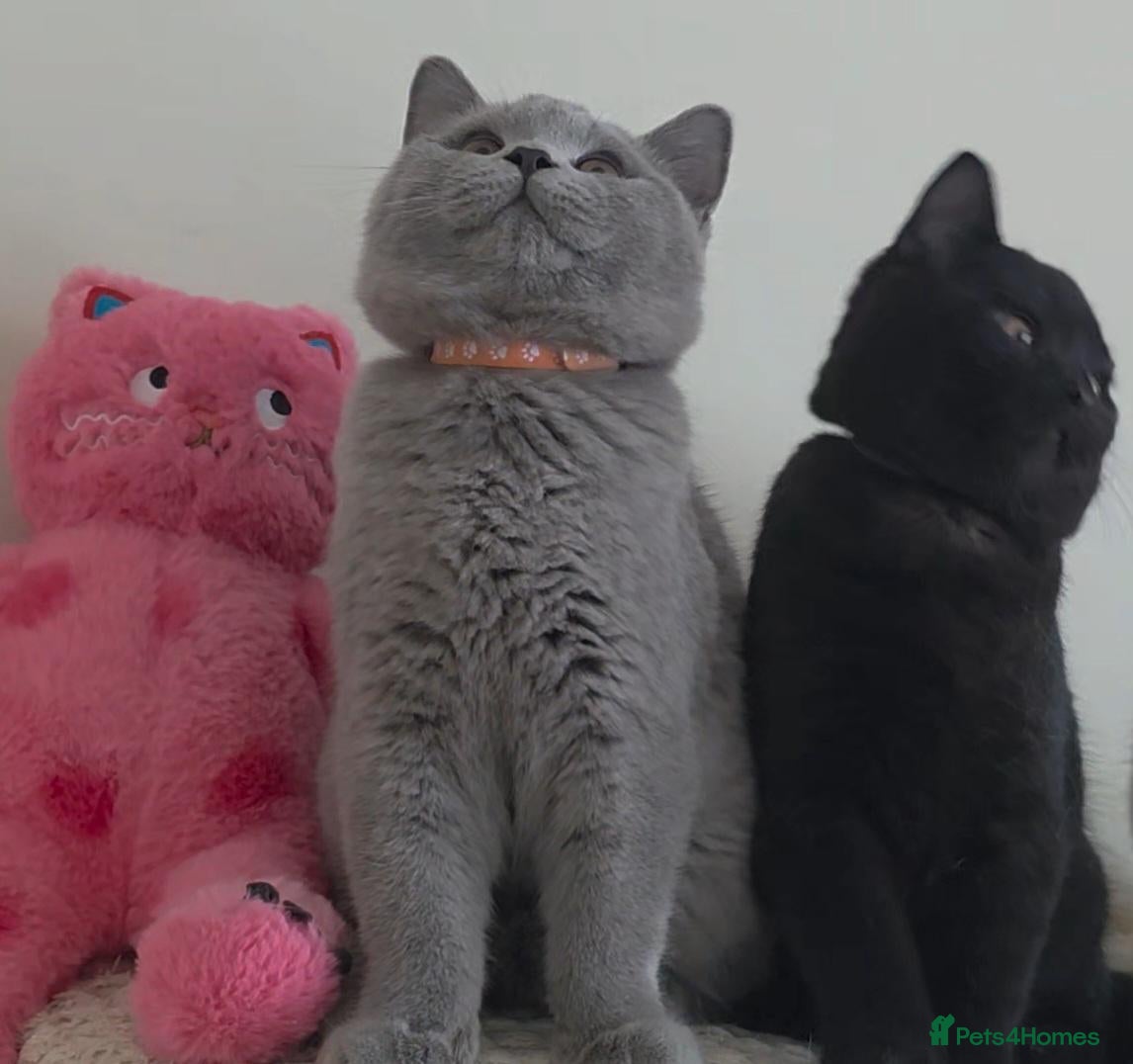 British Shorthair cats 🏆Outstanding Pedigree BSH Kittens  - Advert 2