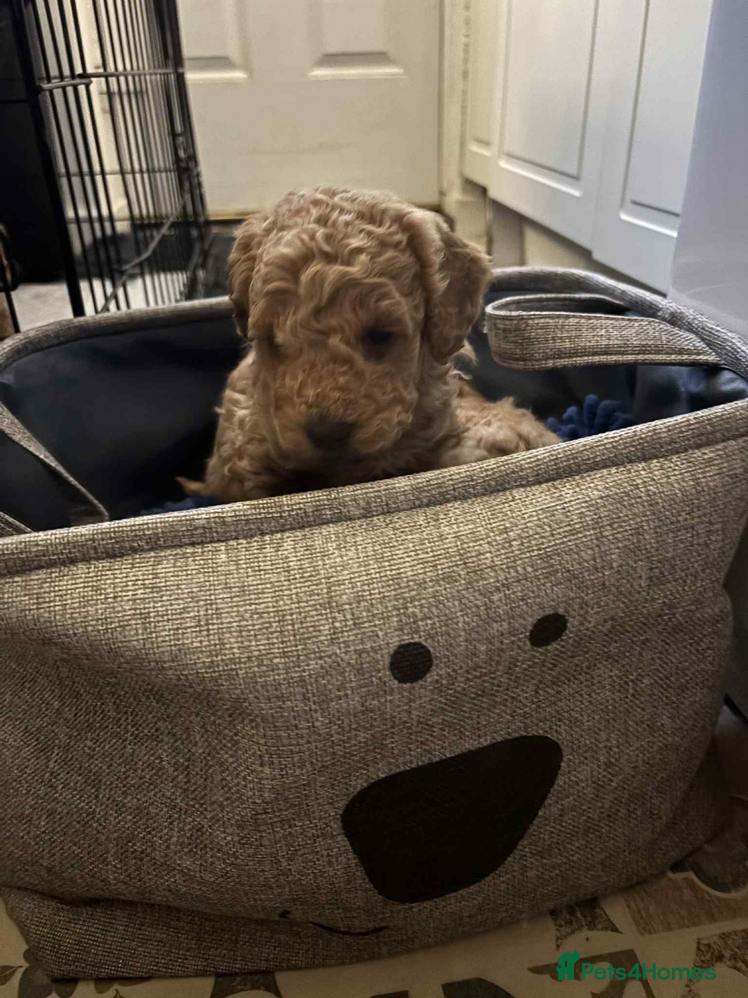 Cockapoo dogs for sale: F1 cockapoo  - Advert 13