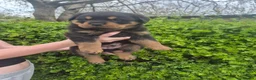 Rottweiler dogs for sale: 2 Beautiful rottweiler puppies 1 male 1 female  in Newcastle - Advert 3