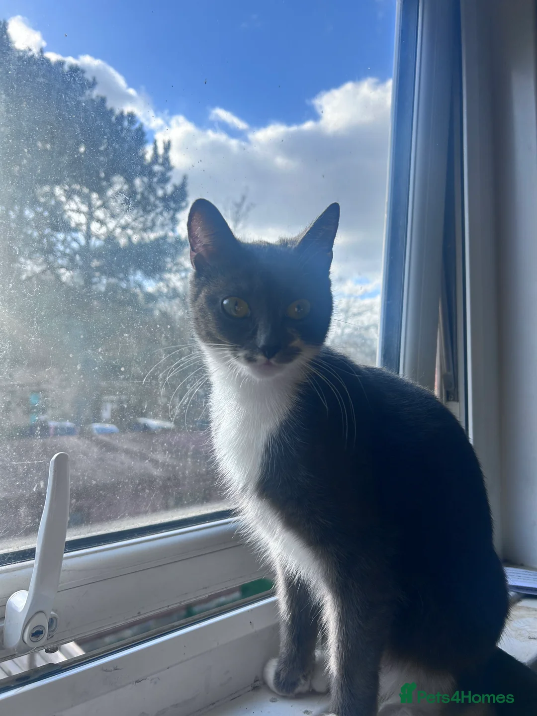 Munchkin cats for sale: Beautiful grey munchkin kitten  - Advert 1