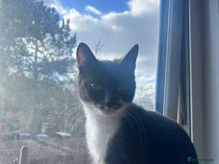 Munchkin cats Beautiful grey munchkin kitten - Advert 1