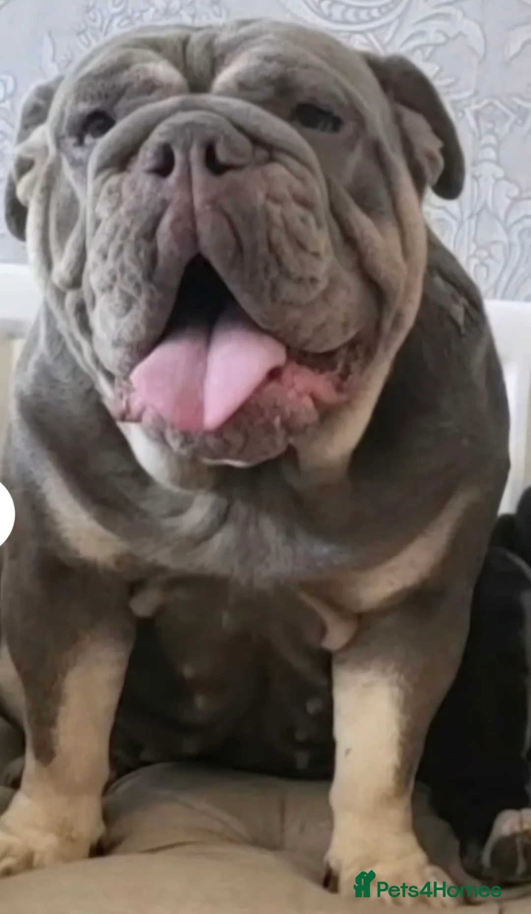 English Bulldog dogs for sale: Beautiful Female English Bulldog to be re-homed - Advert 1