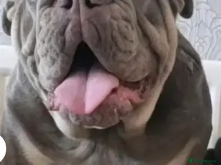 English Bulldog dogs Beautiful Female English Bulldog to be re-homed - Advert 5