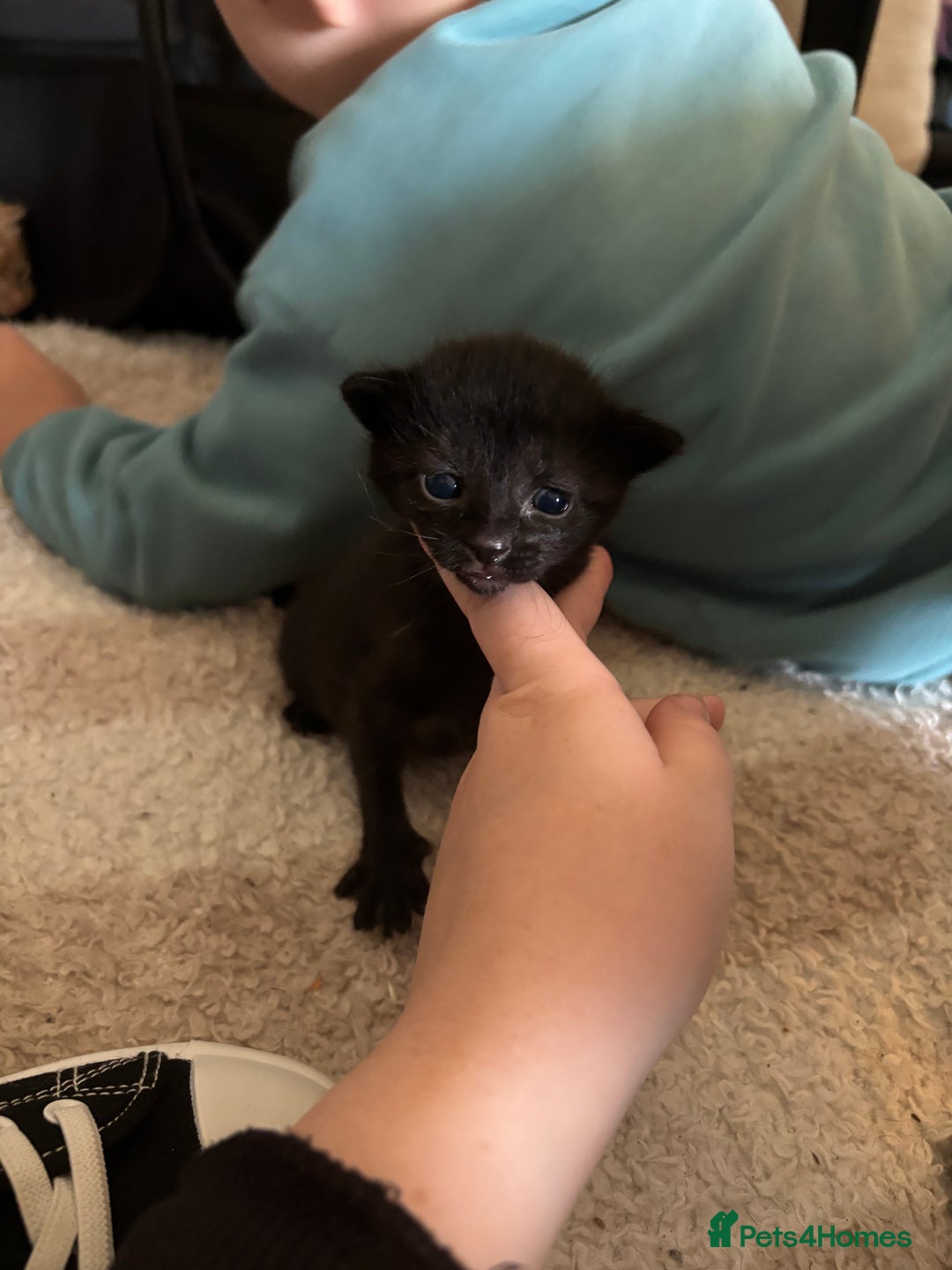 British Shorthair cats for sale: Beautiful kittens READY TO LEAVE SUNDAY - Image 8