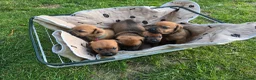 Patterdale Terrier dogs for sale: Beautiful brown/tan pure patterdale puppies in Reading - Advert 4
