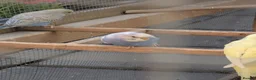 Budgerigars birds for sale: Budgies - Advert 2