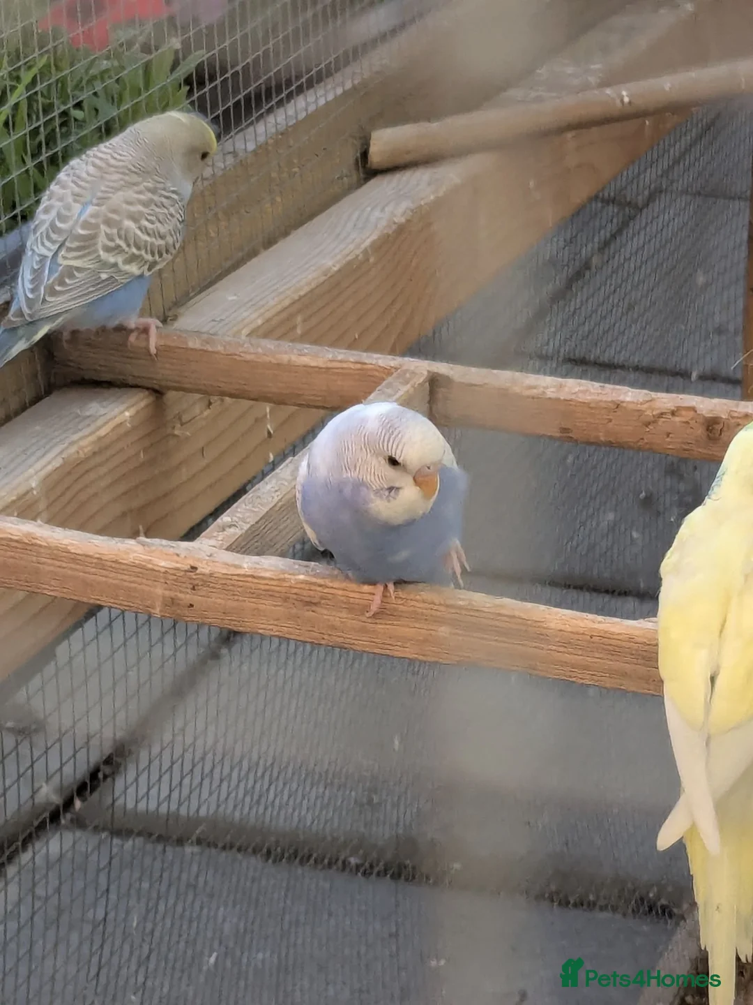 Budgerigars birds for sale: Budgies - Advert 2