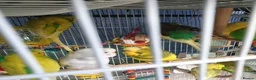 Budgerigars birds for sale: Buggies various colours - Advert 4