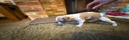 Whippet dogs for sale: KC Registered Whippet Puppies – Home Reared, - Advert 21