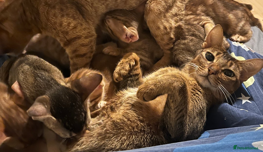 Ocicat cats for sale: Stunning Ocicat Kittens in Aberdeenshire - Advert 17