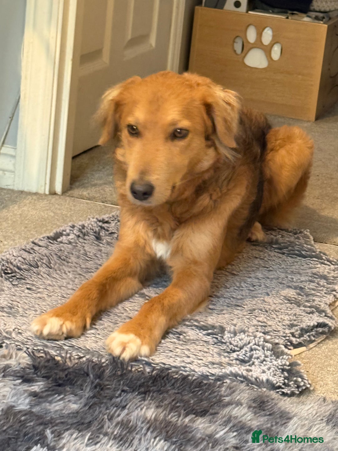 Mixed Breed dogs for adoption: Sweet Nathan Is looking for Love  - Image 10