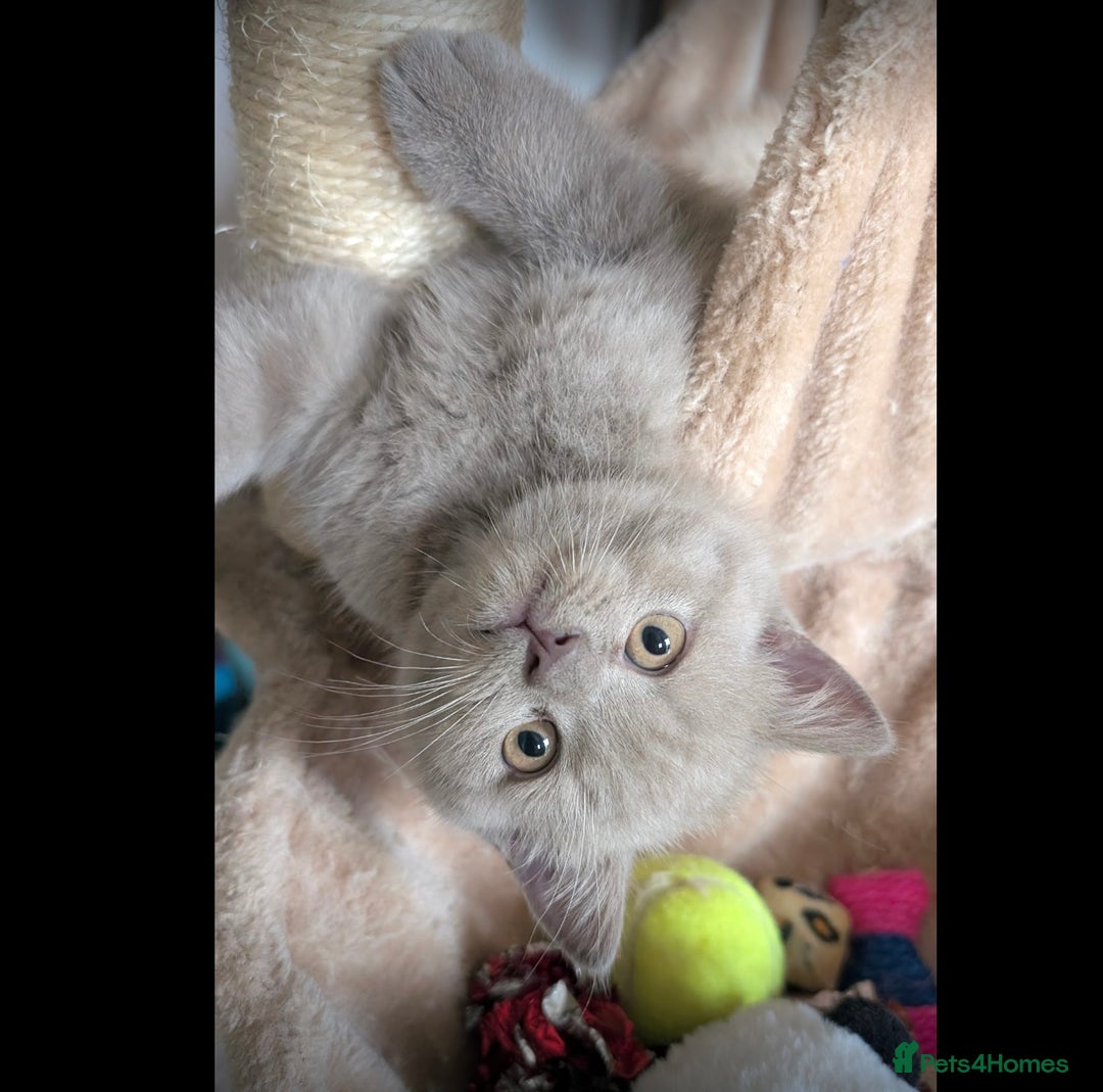 British Shorthair cats for sale: 3 beautiful pedigree British shorthair boys.  - Image 4
