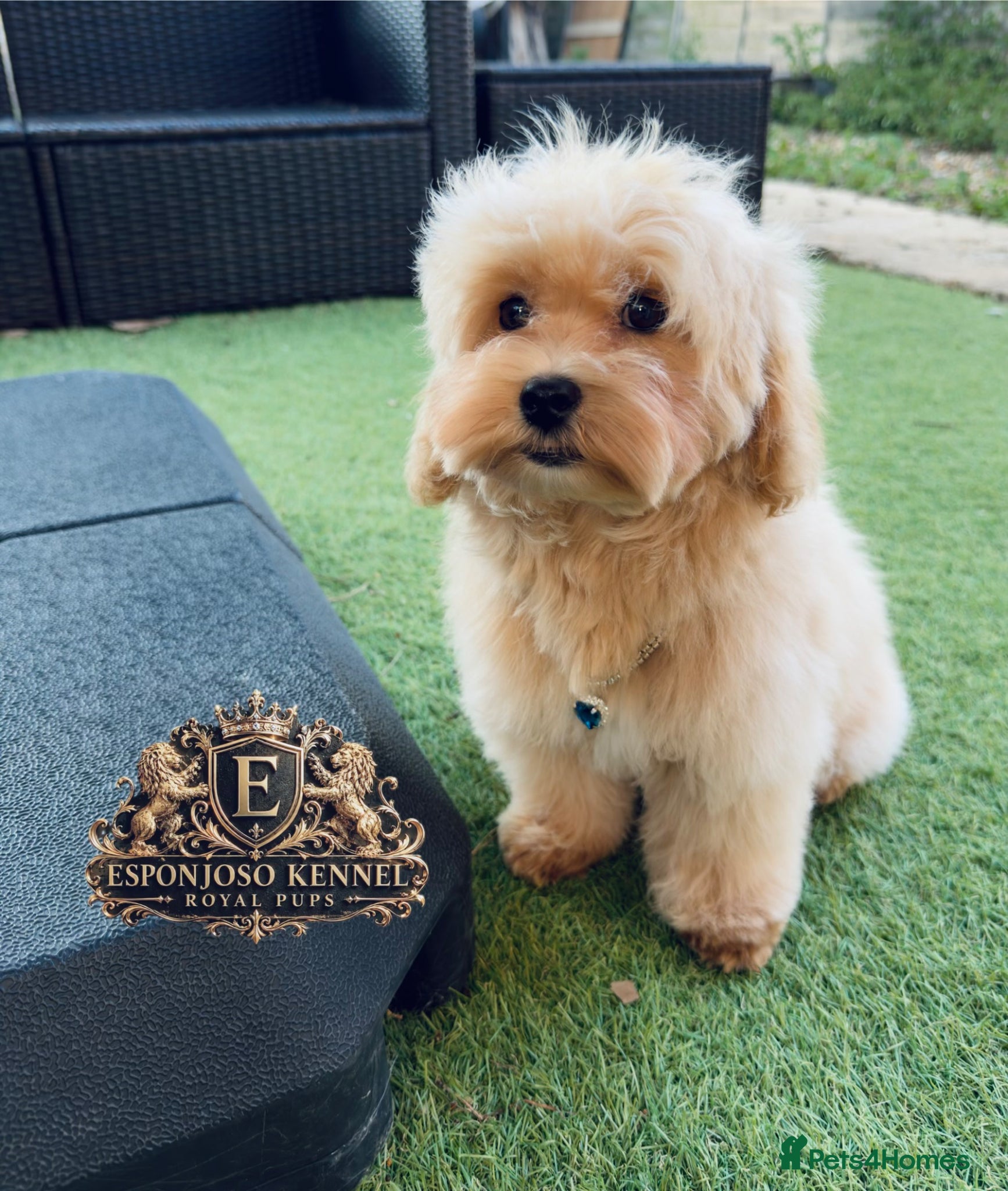 Maltipoo dogs for sale: 👑 Last Exquisite Esponjoso Royal maltipoo Boy 👑 - Advert 6