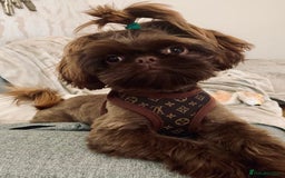 Shih Tzu dogs for sale: Exceptional TRUE IMPERIAL Shihtzu Puppies   - Image 6