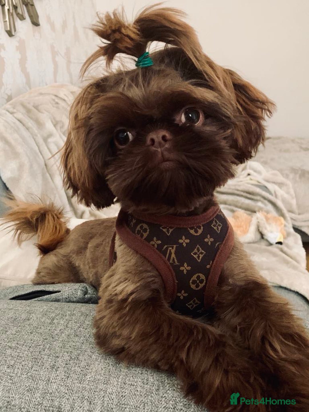 Shih Tzu dogs for sale: Exceptional TRUE IMPERIAL Shihtzu Puppies   - Image 6