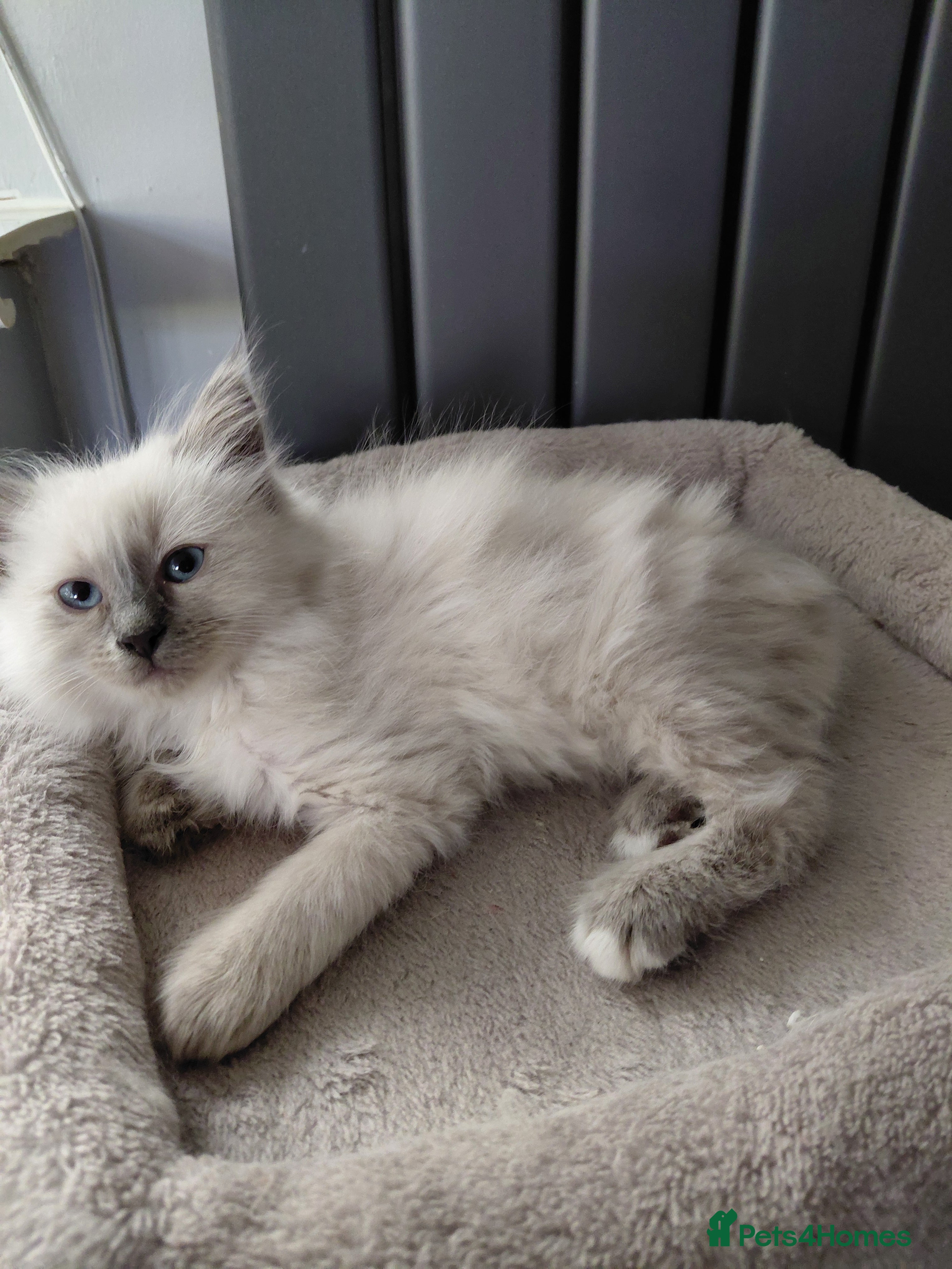 Birman cats Birman kittens  - Advert 2