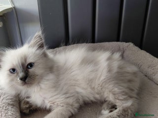 Birman cats Birman kittens - Advert 4