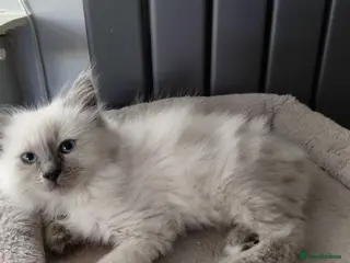 Birman cats Birman kittens - Advert 1