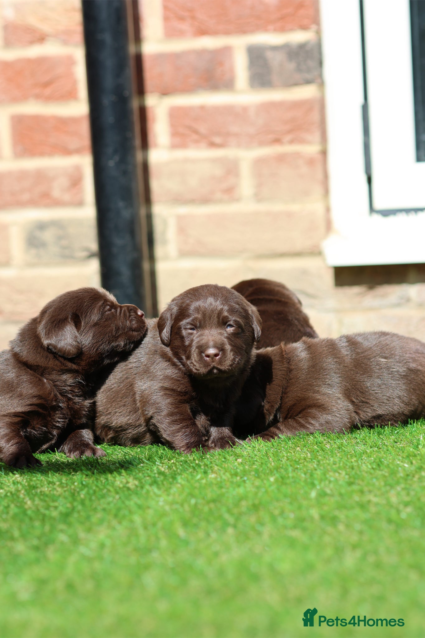 Labrador Retriever dogs PREMIUM SHOW LINES ENGLISH LABRADOR PUPPIES  - Advert 2