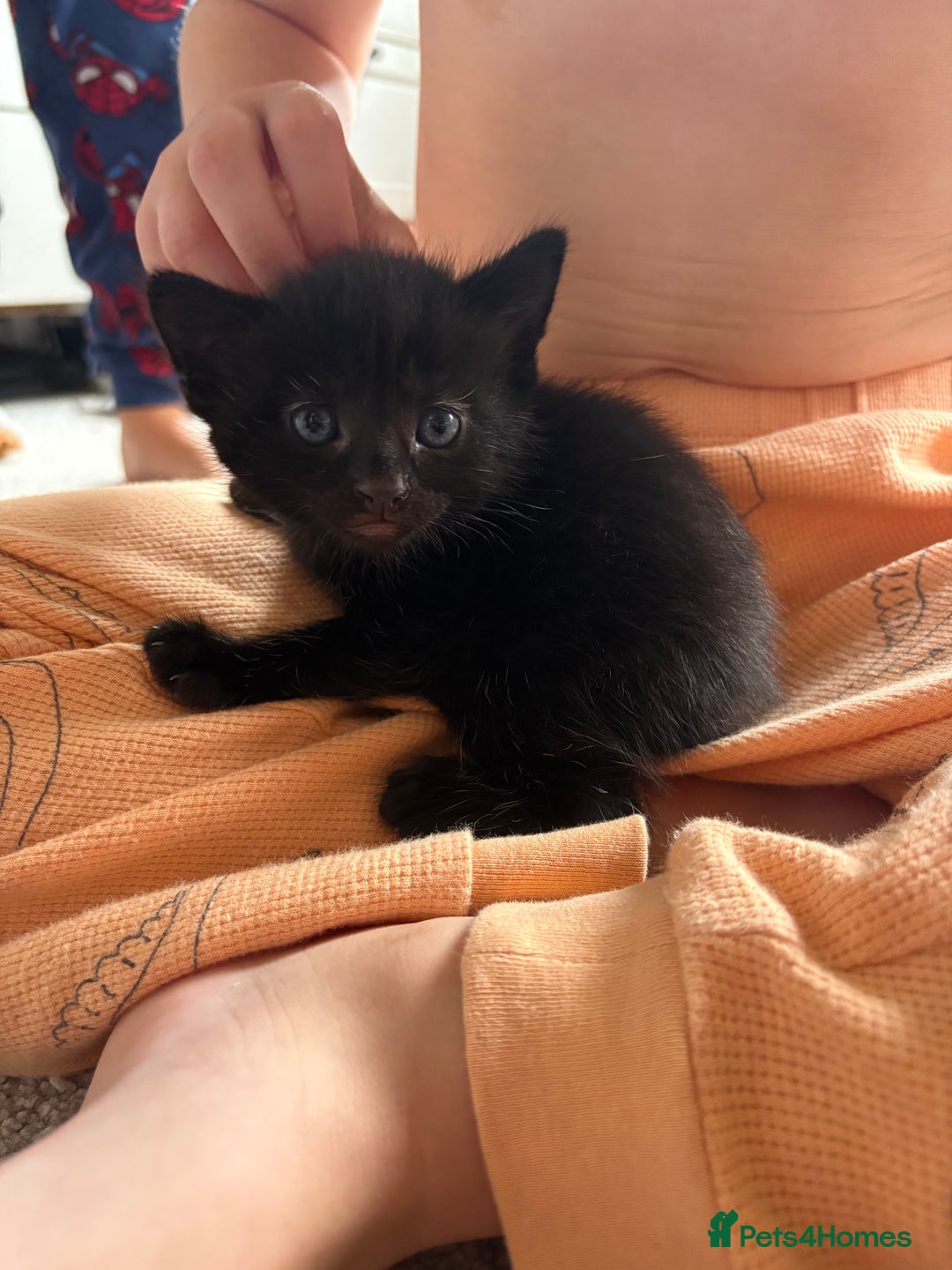 Mixed Breed cats for sale: 2 beautiful black female kittens  - Image 3