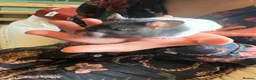 Hamster rodents for sale: Female Baby Syrian Hamster in York - Advert 2
