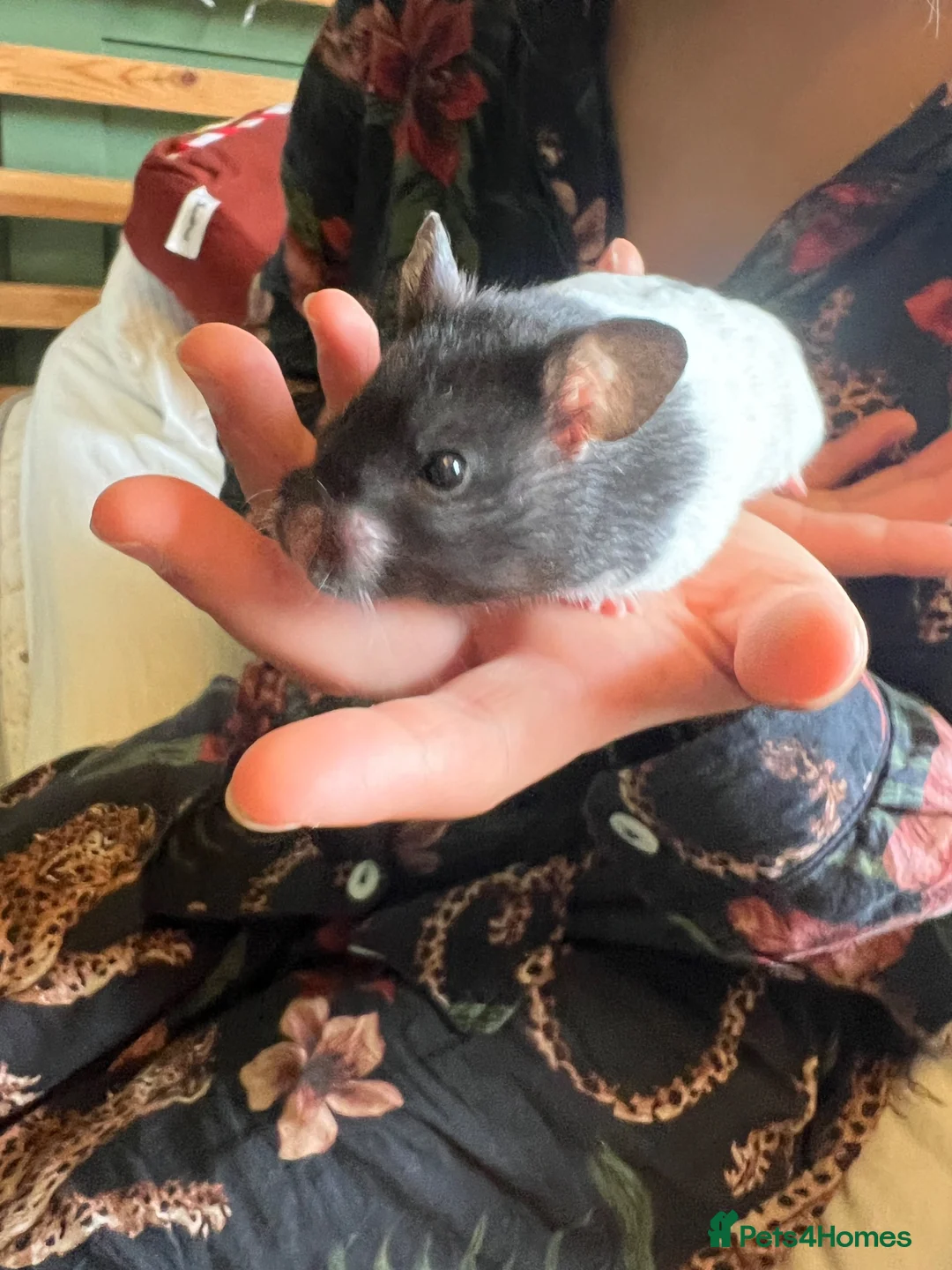 Hamster rodents for sale: Female Baby Syrian Hamster in York - Advert 2