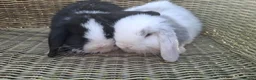 Mini Lop rabbits for sale: Bundles of fluff ready to be reserved  - Advert 5