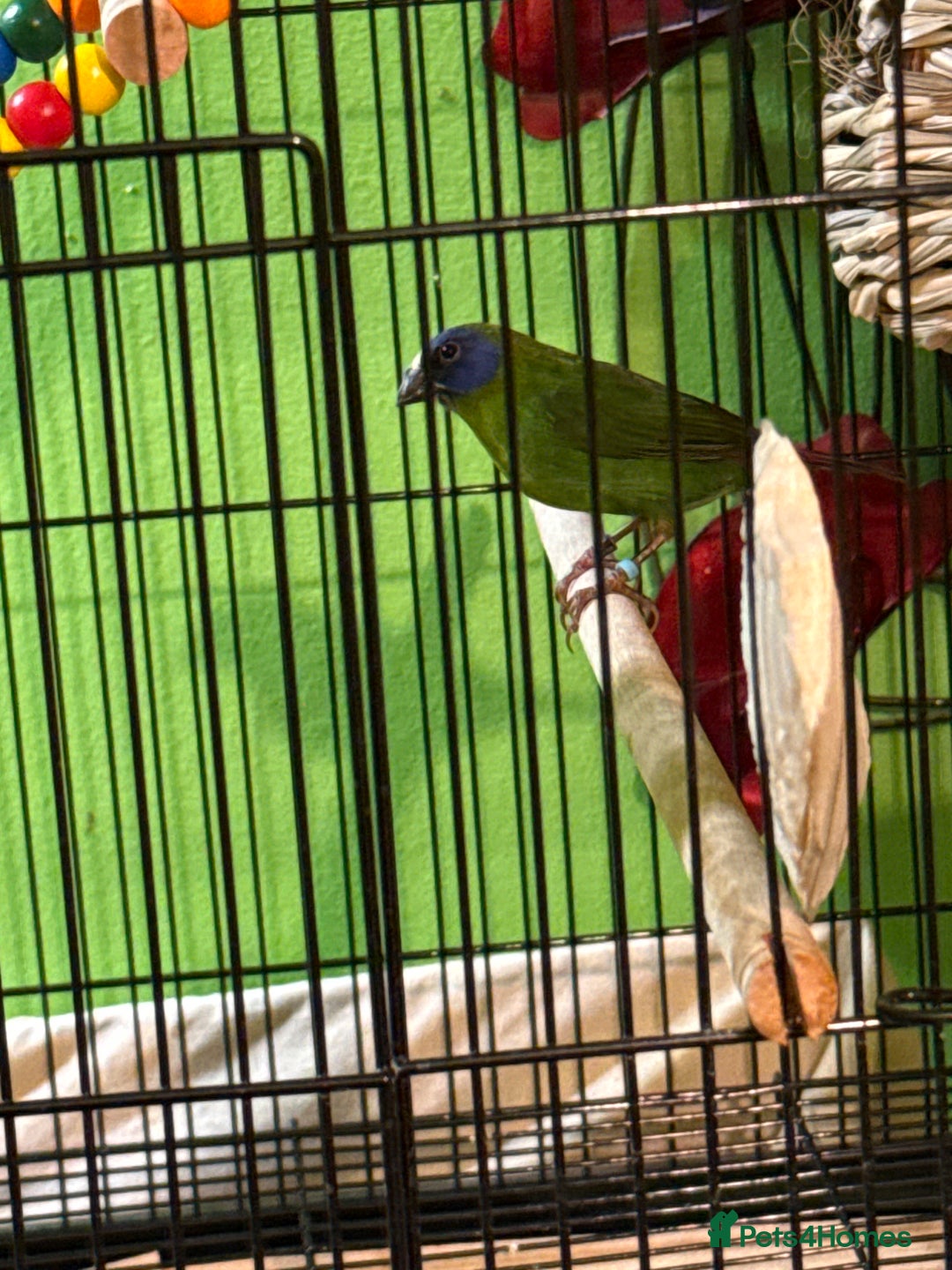 Finches birds for sale: Blue headed parrot finches - Advert 3