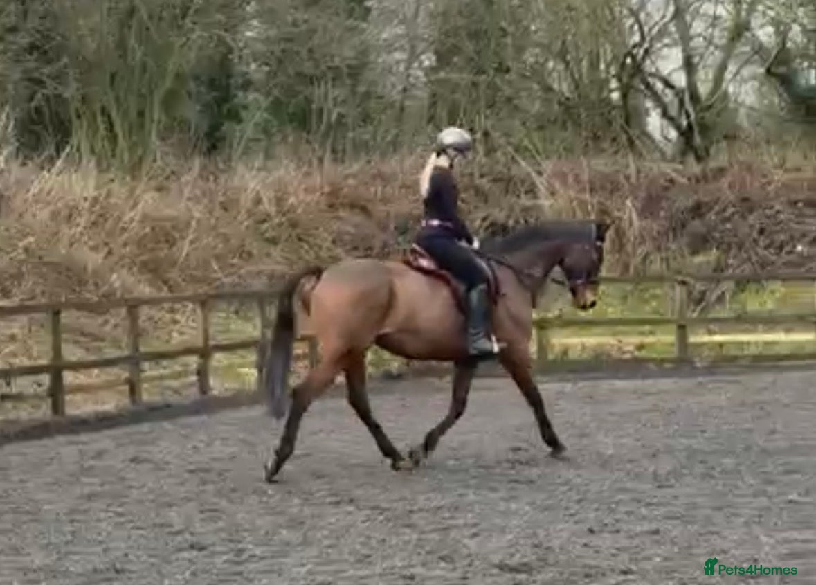 English Thoroughbred horses Very sad sale , roscoe 16hh bay gelding  - Advert 7