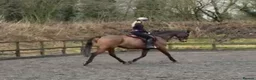English Thoroughbred horses for sale: Very sad sale , roscoe 16hh bay gelding  - Advert 1