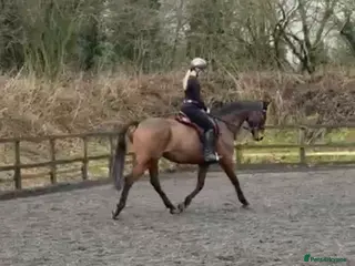 English Thoroughbred horses Very sad sale , roscoe 16hh bay gelding - Advert 7