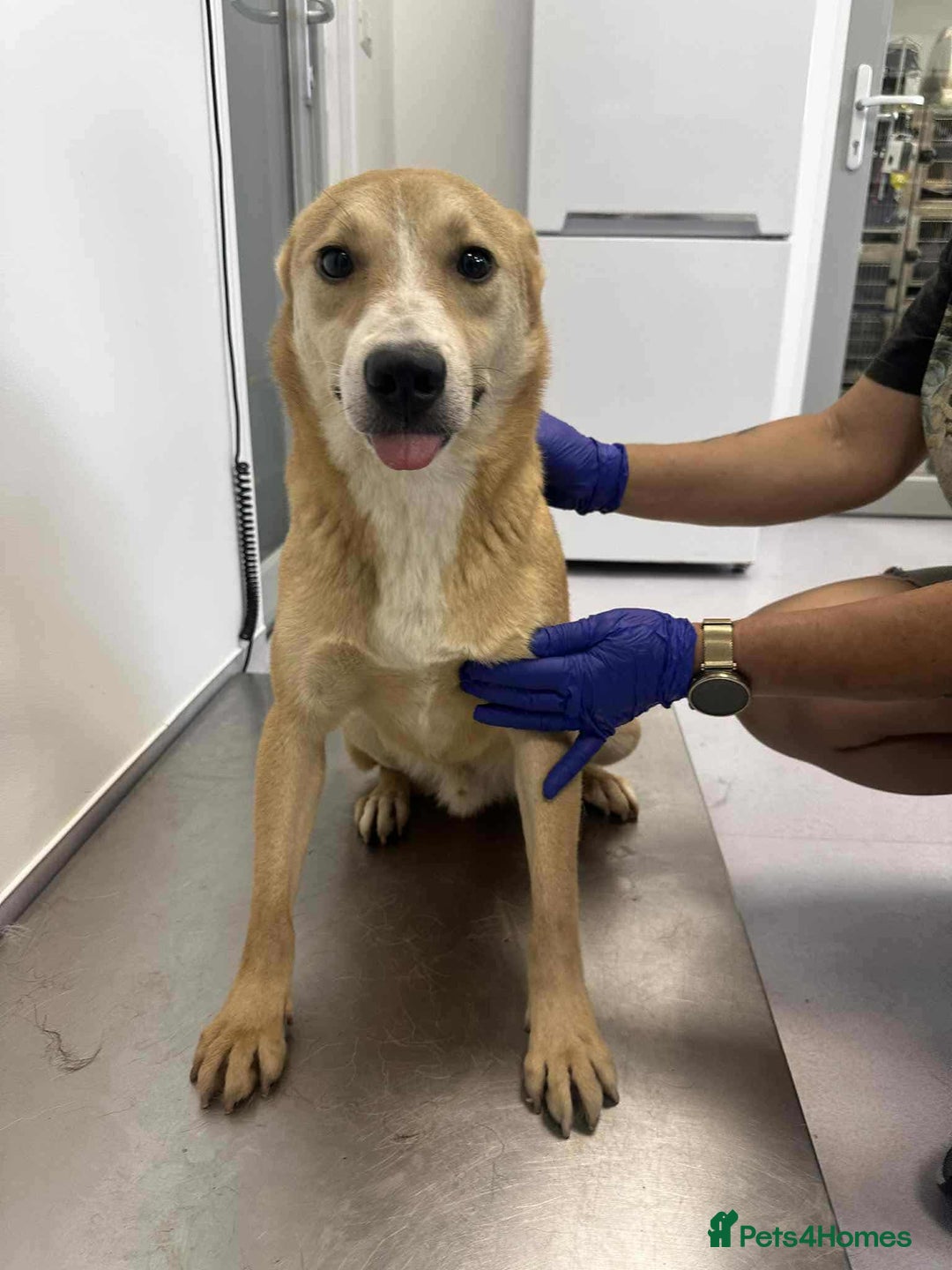 Mixed Breed dogs for adoption: Timid Barney looking for his perfect home!  - Advert 1