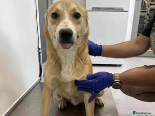 Mixed Breed dogs Timid Barney looking for his perfect home! - Advert 3