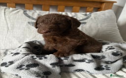 Labradoodle dogs for sale: Stunning Labradoodle Puppies  - Advert 19