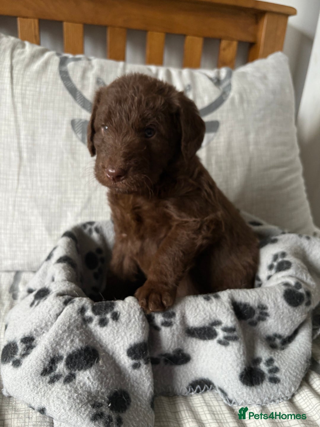 Labradoodle dogs for sale: Stunning Labradoodle Puppies  - Advert 19