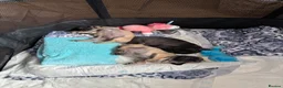Pug dogs for sale: Purebred Pug Puppies  in Yeovil - Advert 8