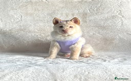 Chow Chow dogs for sale: Exotic colour chowsky puppies for sale  - Image 15