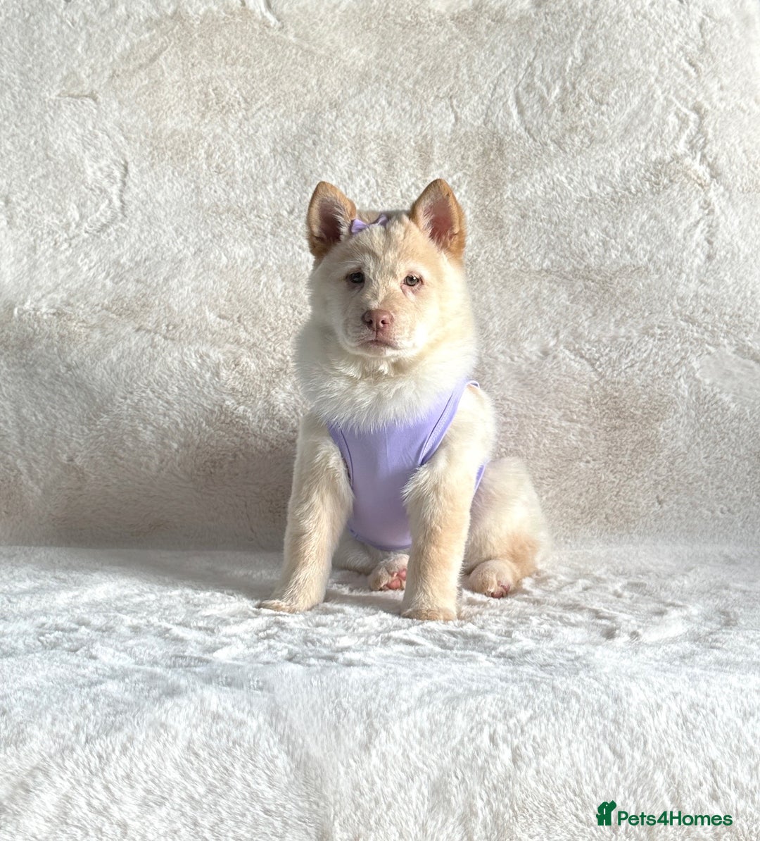 Chow Chow dogs for sale: Exotic colour chowsky puppies for sale  - Image 15