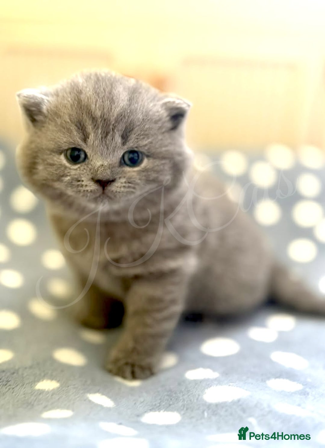 British Shorthair cats for sale: GCCF Registered -Show Quality BSH - Advert 10