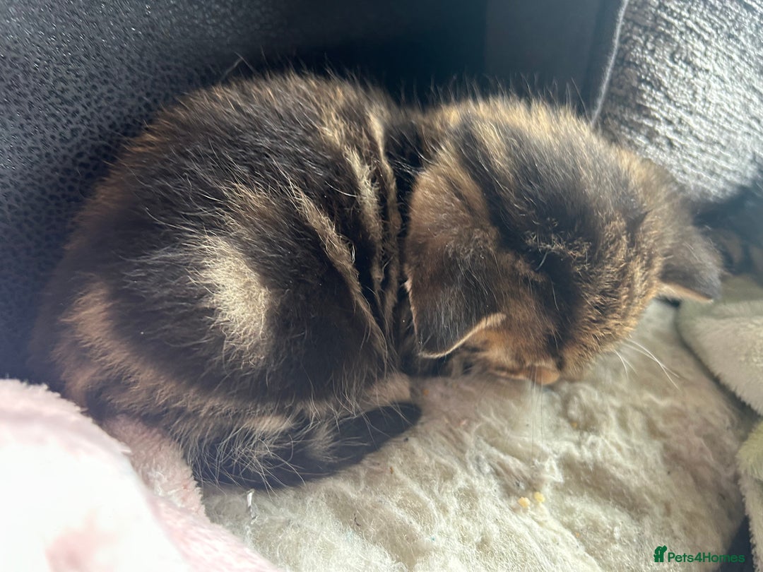 Mixed Breed cats for sale: Kittens tabby - Image 6