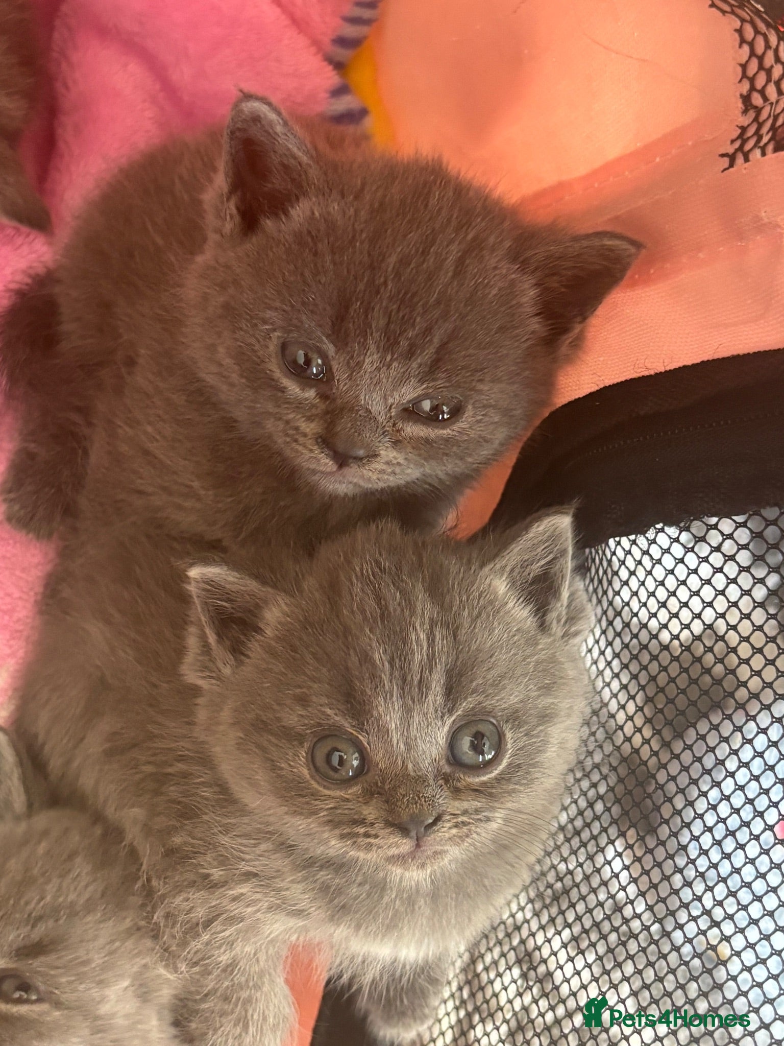 British Shorthair cats Stunning litter of British blue kittens! - Advert 8